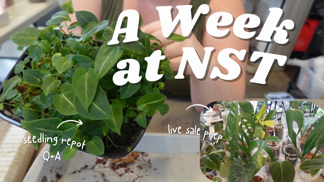 A week at NST - Seedling Repot, Q+A, Live sale prep