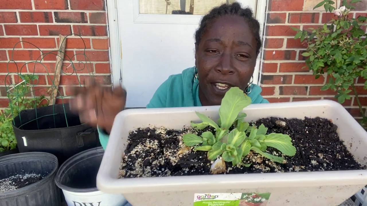 Regrow Cabbage | 6 Heads One Stump #regrowcabbage #containergardening #plantingcabbage