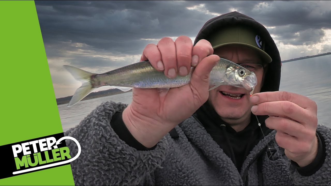 Heringsangeln bei Stralsund 2023 |  #fishing #angeln