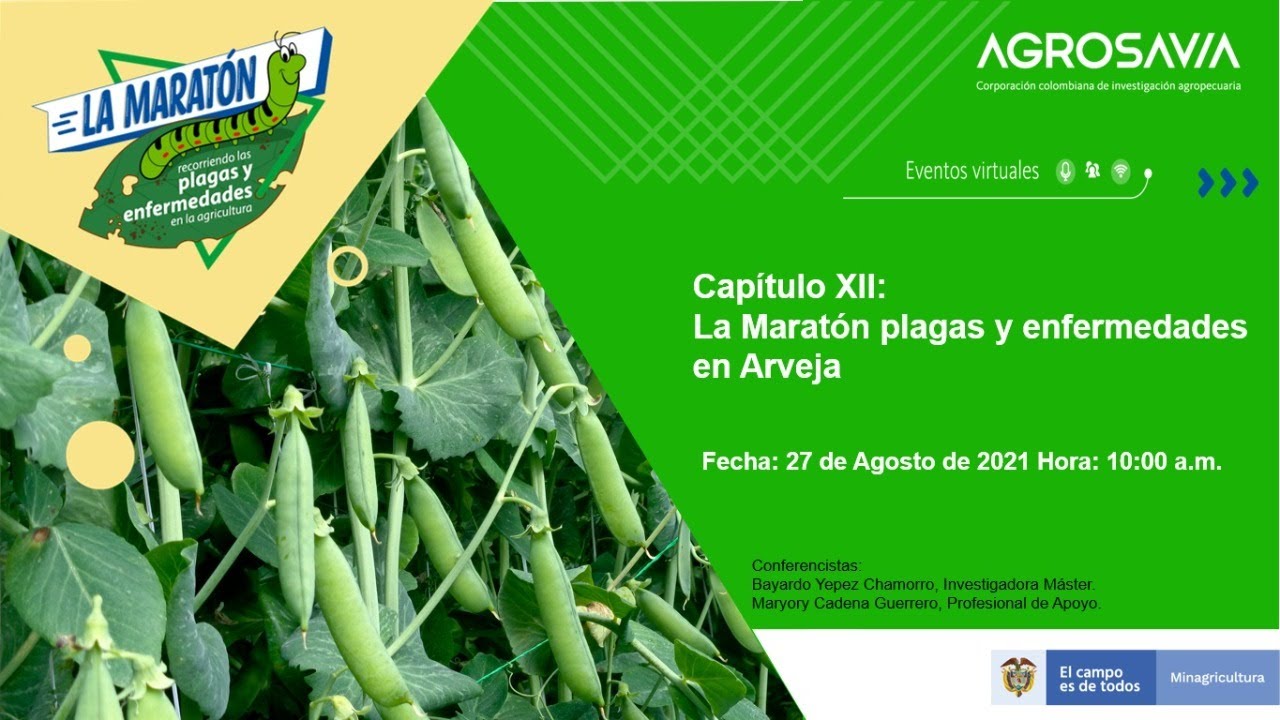 La Maratón recorriendo las plagas y enfermedades de la agricultura (cap 12 Arveja)