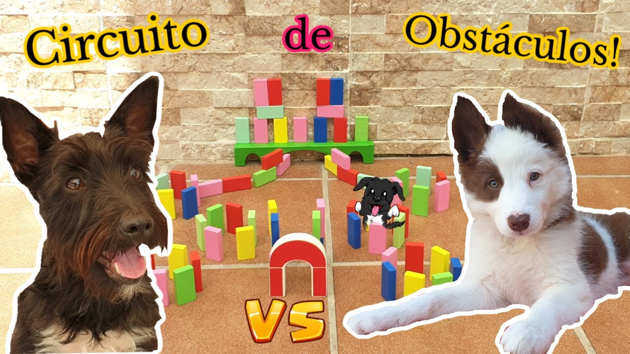 ¡RETO DE OBSTÁCULOS! Perro Adulto Vs Cachorro / Lana