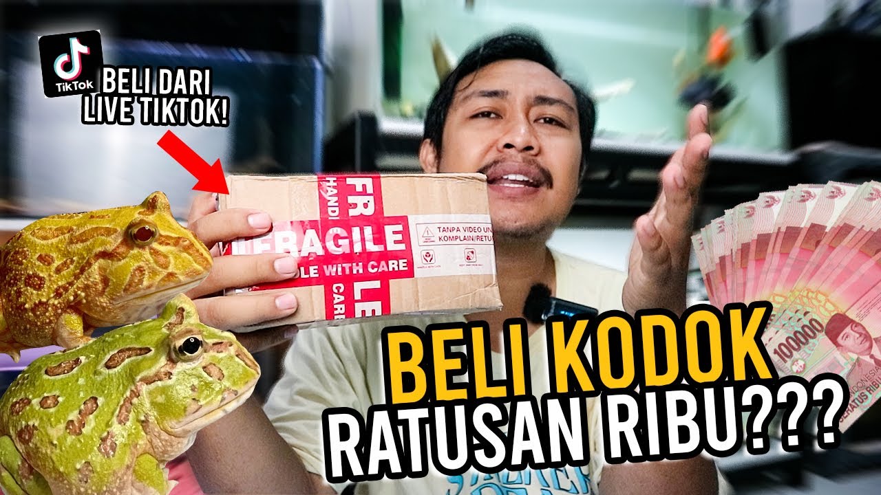 UNBOXING KODOK PACMAN! Begini Rasanya Beli Kodok Ratusan Ribu