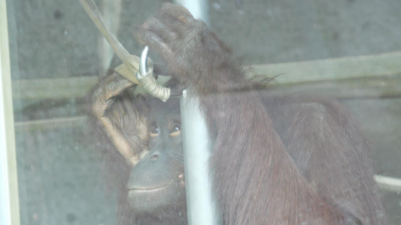 ひなちゃんのエンリッチメントが進化した！　平川動物公園　オランウータン　202601