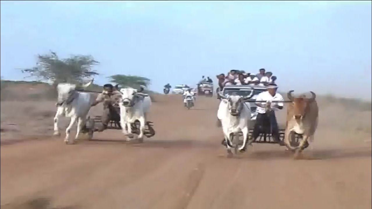 Old Bull Racing in Vengaber | વીંગાબેર રેકડા દોડ 2012