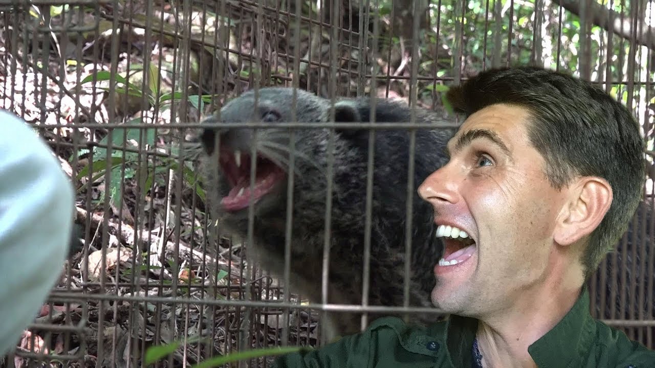 LE BINTURONG EST LIBRE [The binturong is free !]