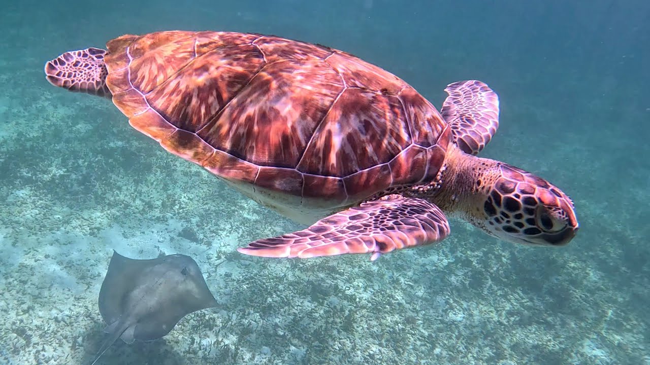Immersive Snorkeling Adventure in Tulum – Sea Turtles, Stingrays & Reef Life