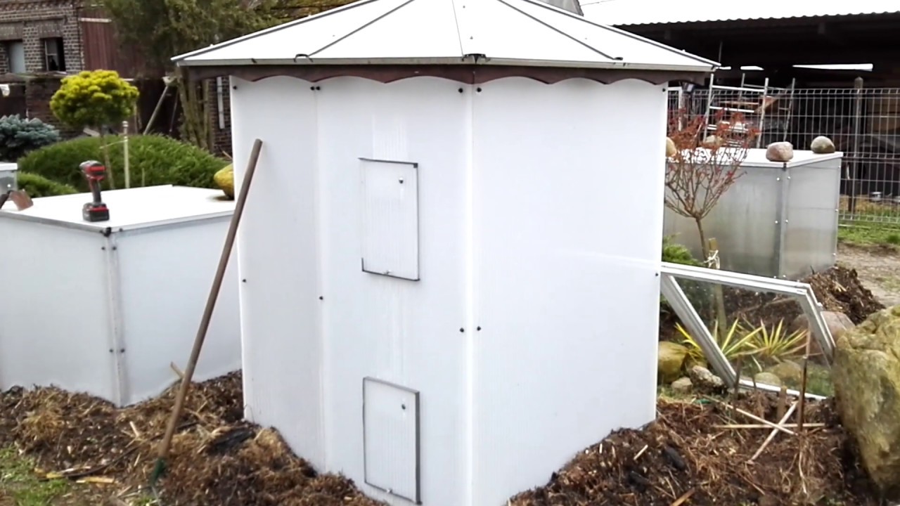 Phoenix canariensis czyli daktylowiec kanaryjski podczas zimowania w gruncie  Polska usda 7a 29.2.20