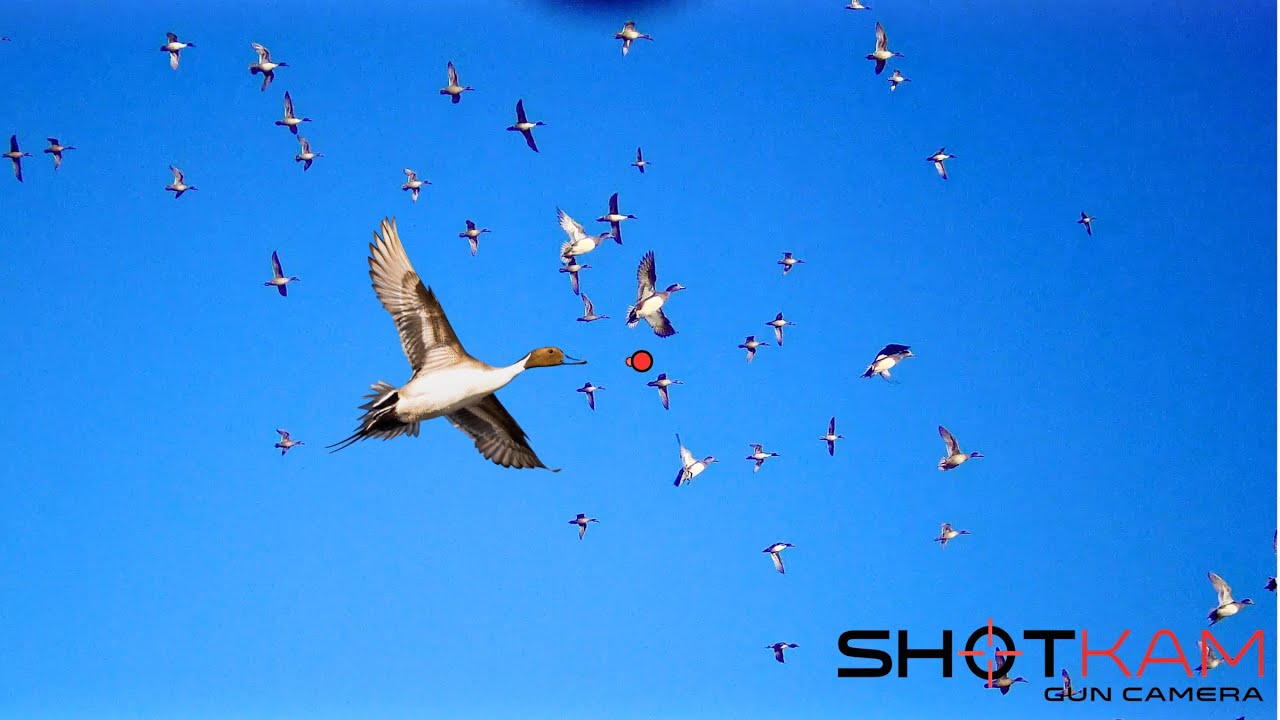 Duck Hunting Highlights | Shotkam Gen 4