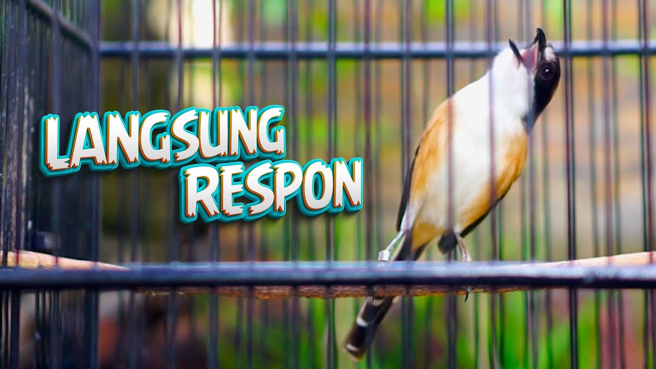 Cendet Diam Langsung Nyaut ! Pancingan dan Masteran Pentet Gacor Full Isian!