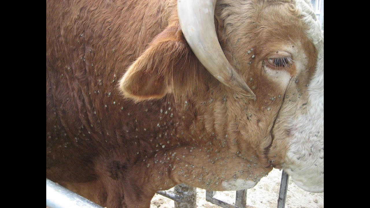 طفيليات الدم : البابزيا  Blood Parasites : Babesiosis