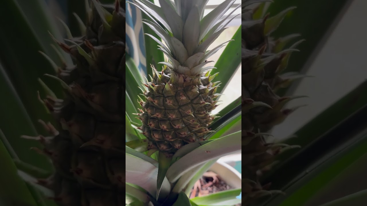 Ананас 🍍 всё ещё жив.