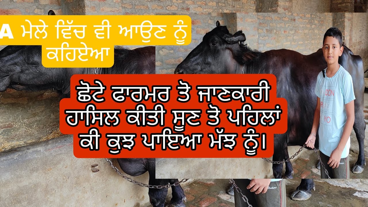 ਮੱਝ ਦੀ ਸੂਣ ਤੋ ਪਹਿਲਾ ਖੁਰਾਕ ਤੇ ਮੱਝ ਦੀ ਤਿਆਰੀ ਦੀ ਵੀਡੀਓ ਆ ਦੋਸਤੋ#youtube #viralvideo #murhra#ਕਿੱਤਾਖੇਤੀਬਾੜੀ