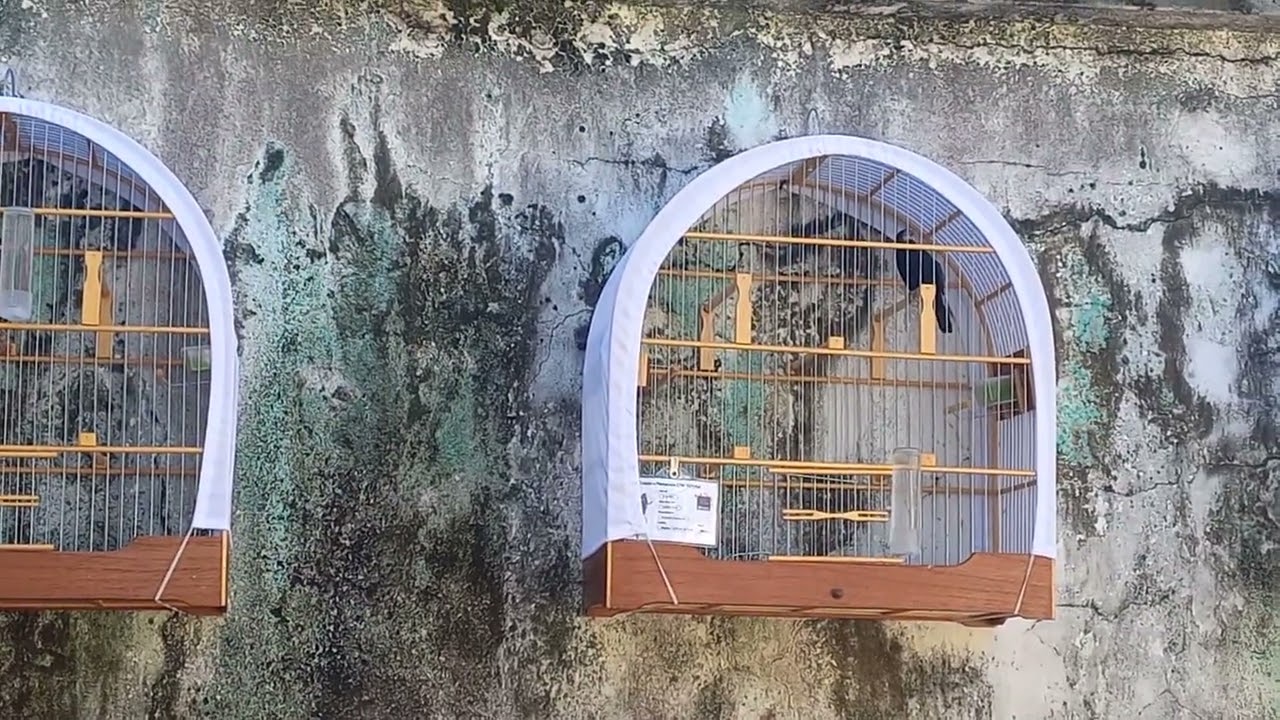As primeiras cantadas após a muda . Chega logo temporada ! Bicudos filhotes primeira muda de preto.