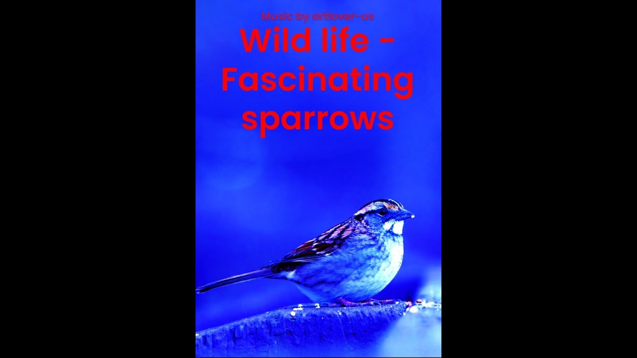 Wild life - fascinating sparrows - tough and resilient birds - music : dancing butterflies