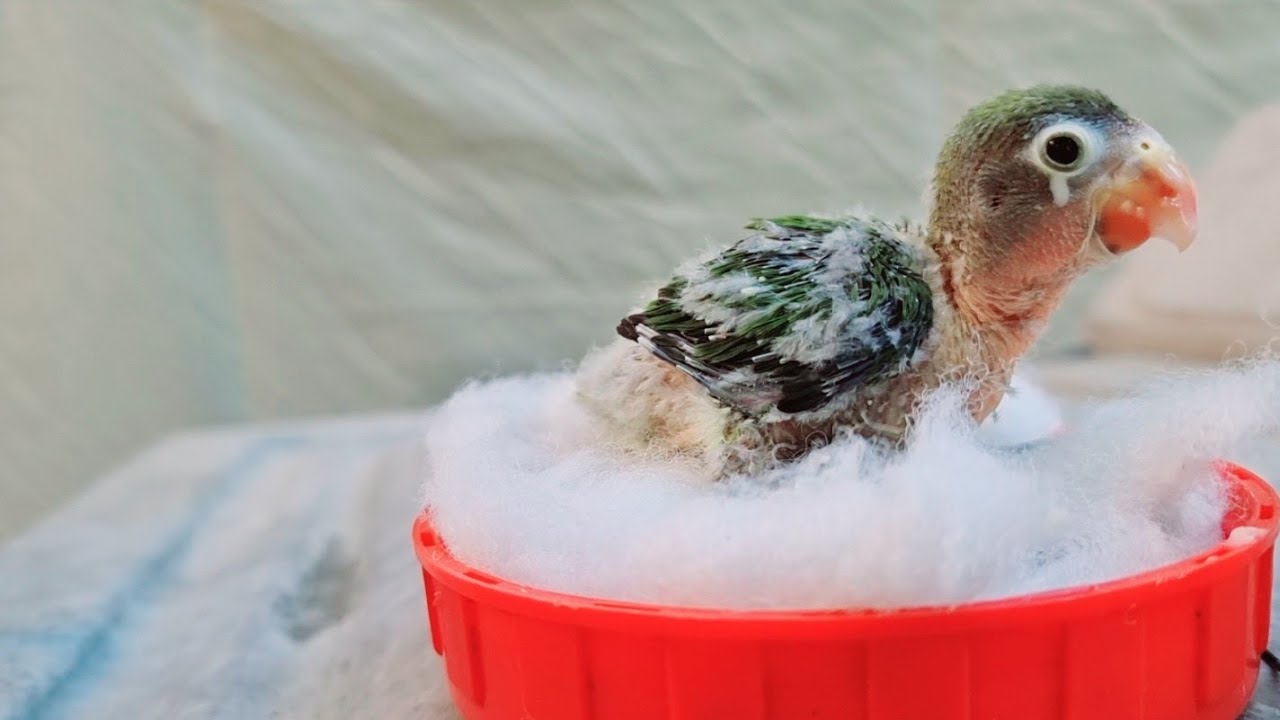 Hand Feeding Baby Lovebirds First Time