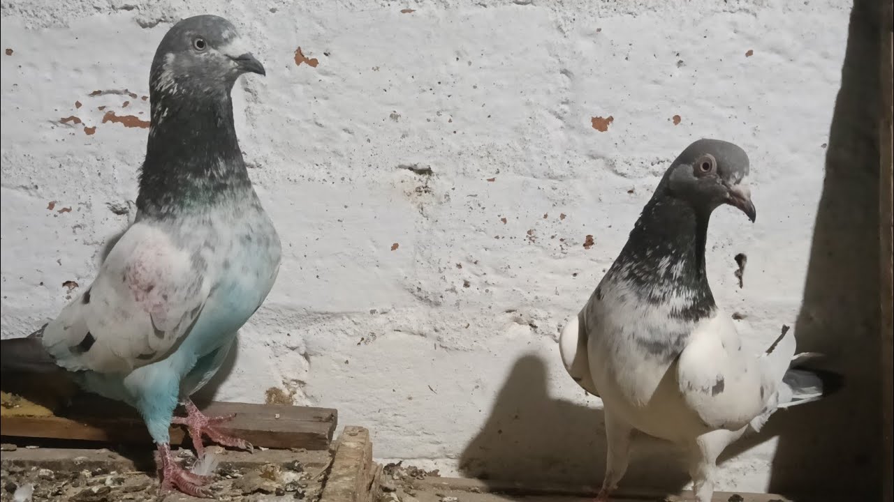 Teddy Kabootar Shock kare 2026 | #teddykabotar #pigeon