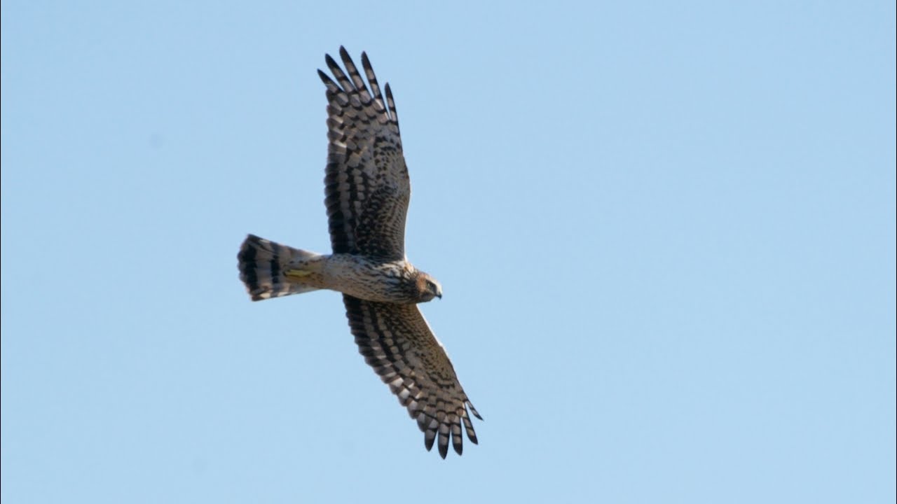 Wind and Waves: Birds of California's Central Coast