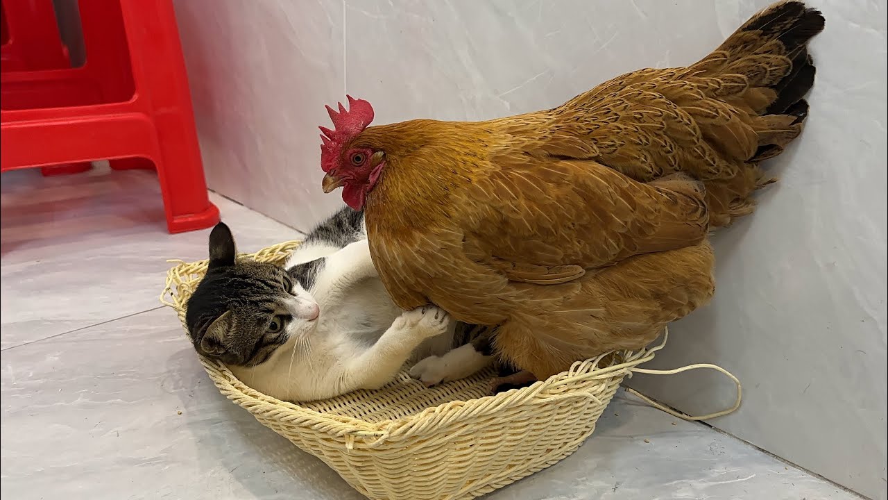 The kitten is very angry💢❗️It's so funny and cute! The hen insisted on sleeping with the kitten😂