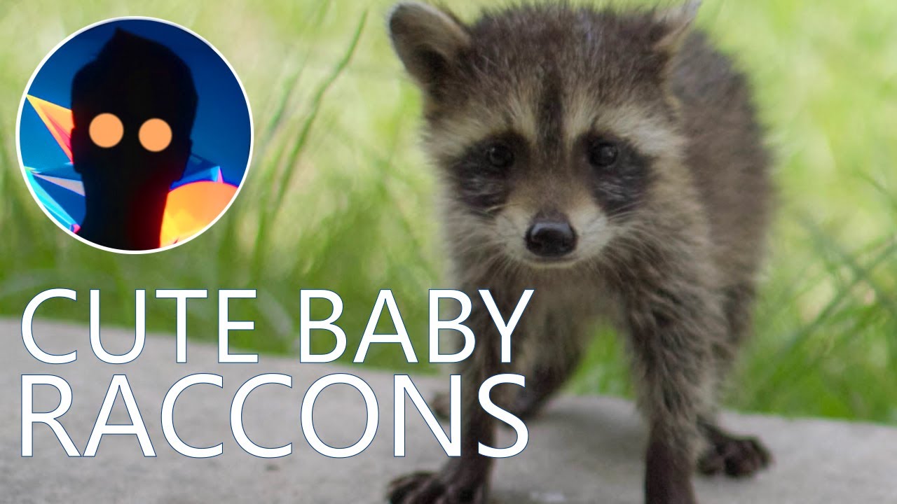 CUTE BABY RACCOONS AND THEIR MOM
