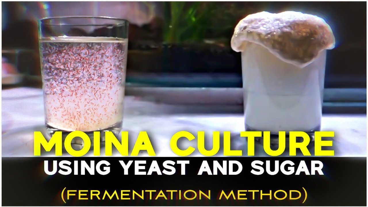 Moina Culture Using Yeast and Sugar (Fermentation Method) | English Subtitles | Bubbles Aqua