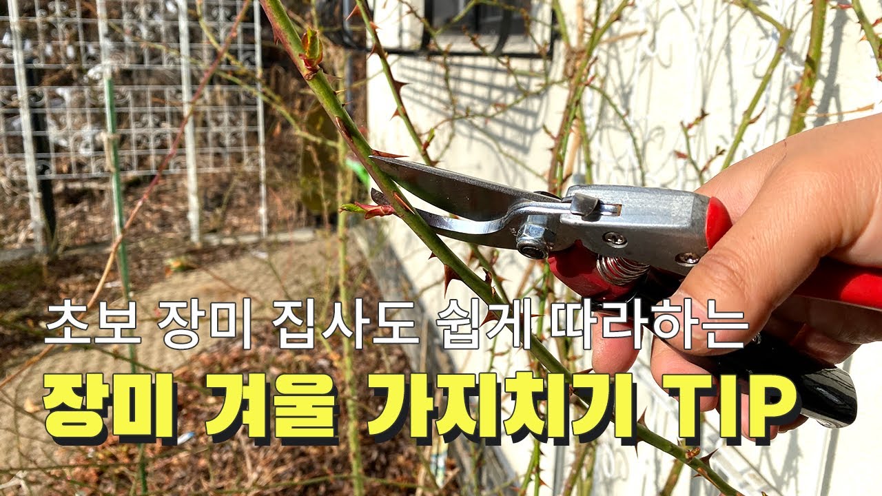 장미 가지치기. 이렇게 하면 봄에 예쁜 만개 볼 수 있어요!