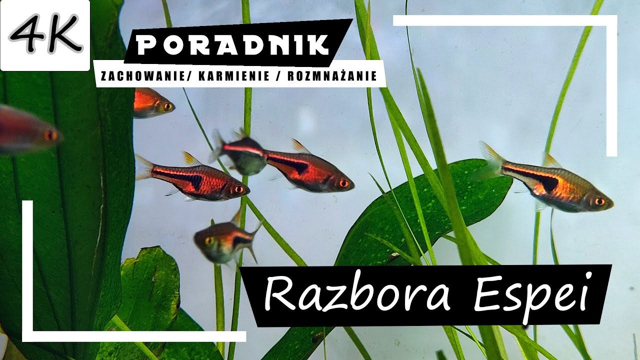 Razbora ESPEI - Kompletny Poradnik! [4K]