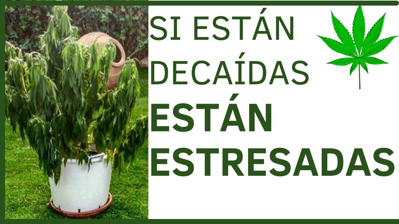 &iquest;Por qu&eacute; se ESTRESAN las plantas de Marihuana?