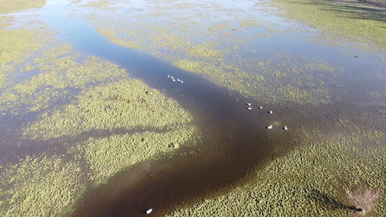 Obedska bara - DJI Mavic Mini