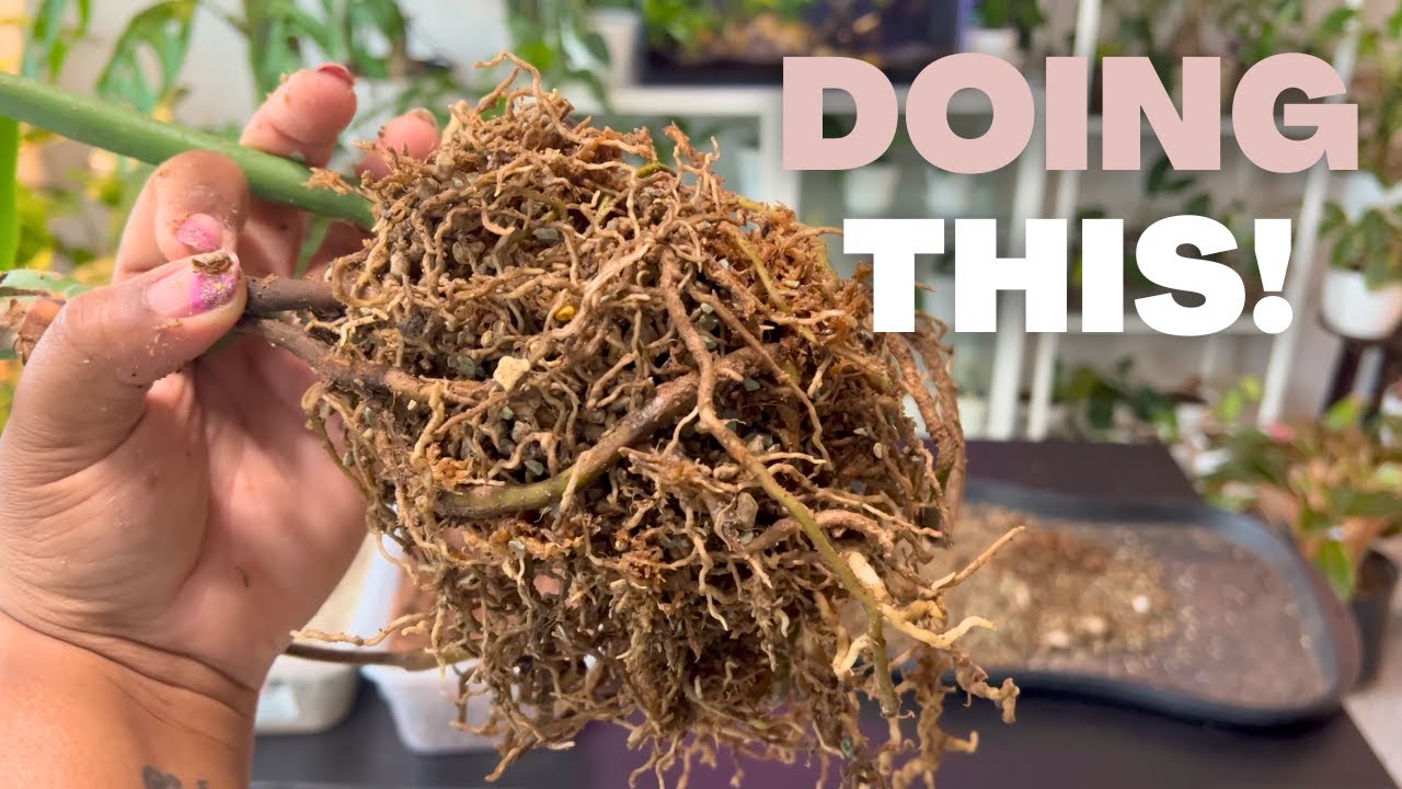 Relaxing Plant Chores: Repotting Monstera, Anthuriums & Philodendrons