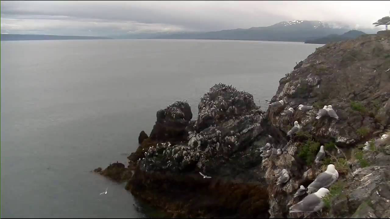 Cliff-Nesting Seabirds of Gull Island
