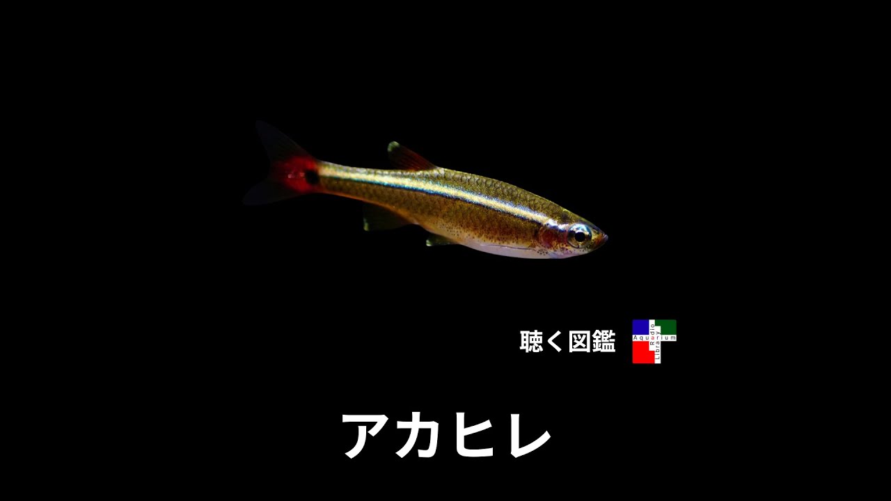 あなたの水槽にいるかも？アカヒレ8種類の衝撃の真実と人間が作り出す光と影｜アクアリウム ラジオ ライブラリー