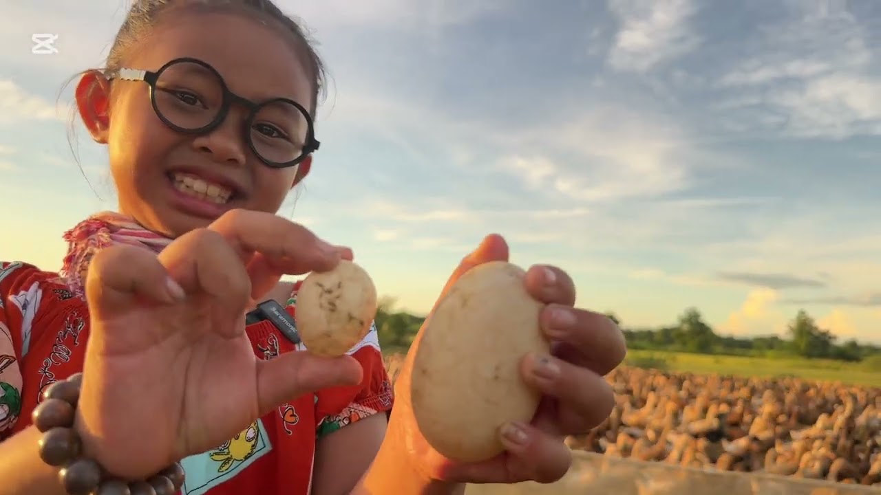 នាយក្រិនរើសពងទាទាំងព្រឹក