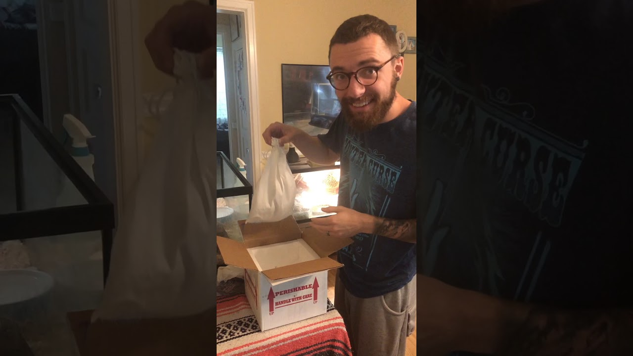False Water Cobra Unboxing!