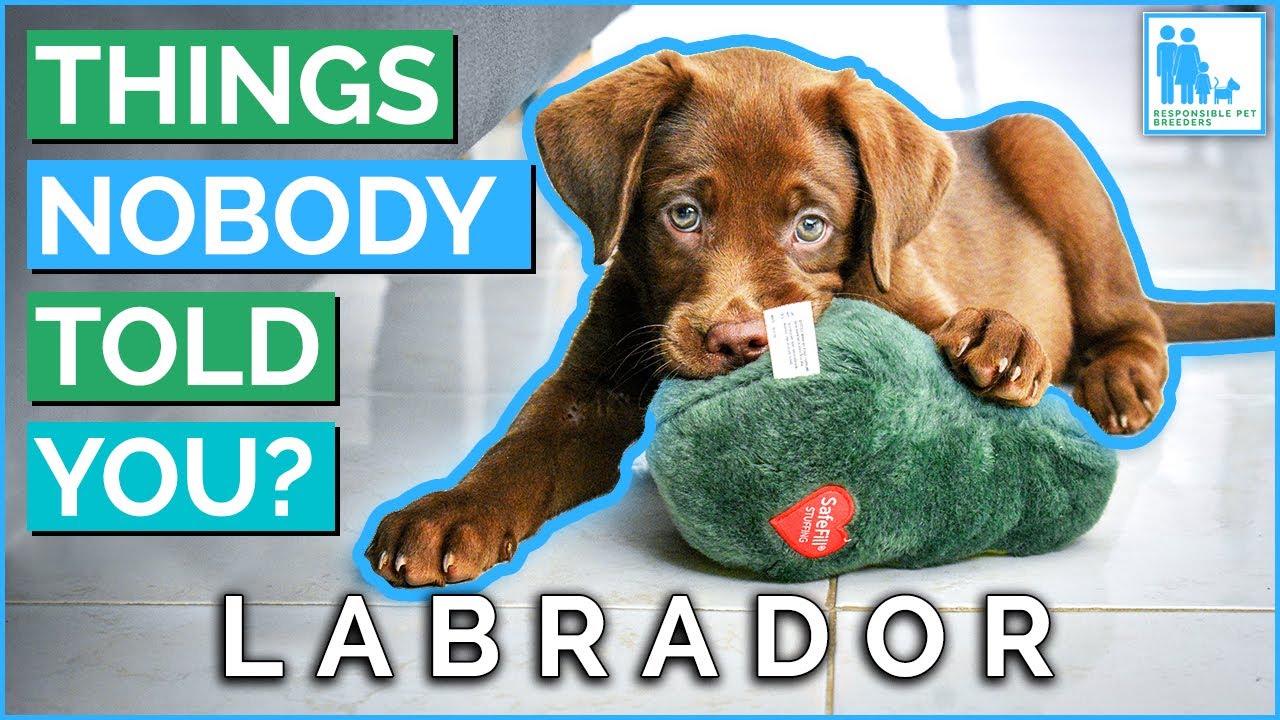 Things Nobody Told You About Owning a Labrador? - Vet Dr Alex