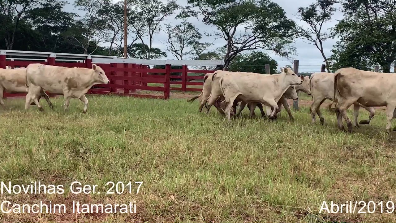 Novilhas Canchim Ger. 2017
