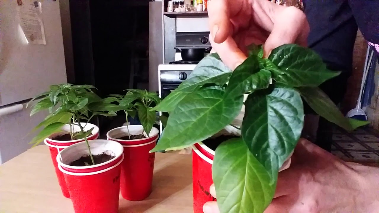 How to top pepper plants