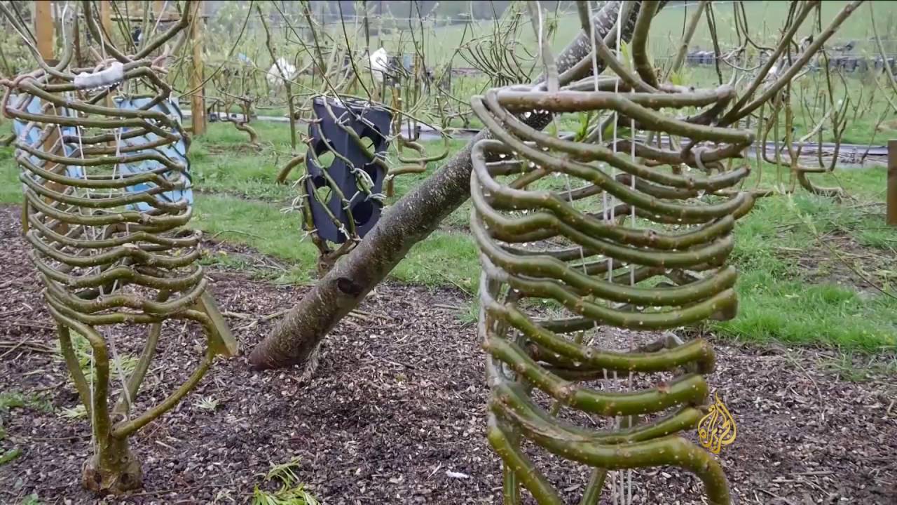 في بريطانيا.. تطويع أغصان الأشجار على شكل أثاث