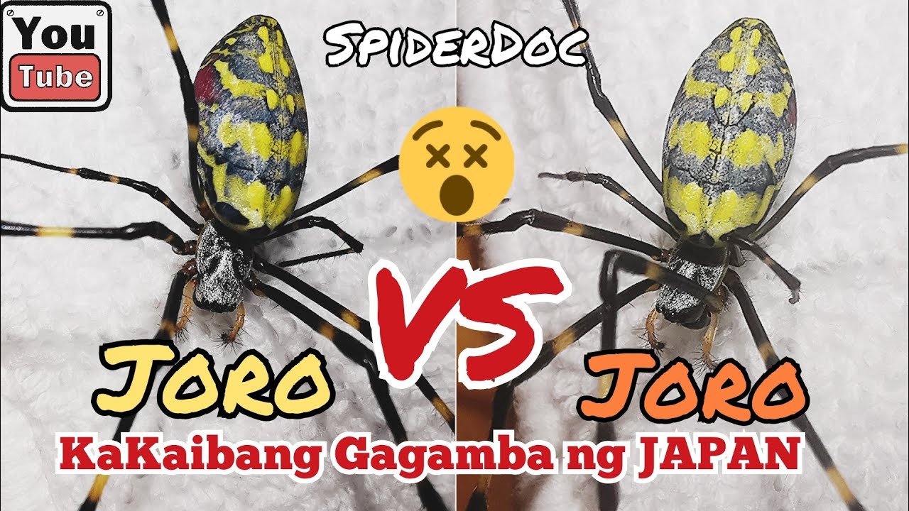 JORO Spiders Fight! Laban ng mga Kakaibang Gagamba sa Japan!