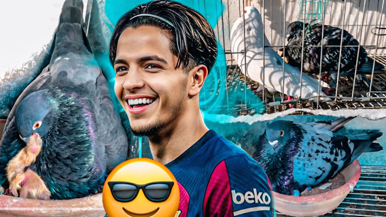 مفاجأة جديد 🤯 ها كفاش تزوج الحمام 🤔