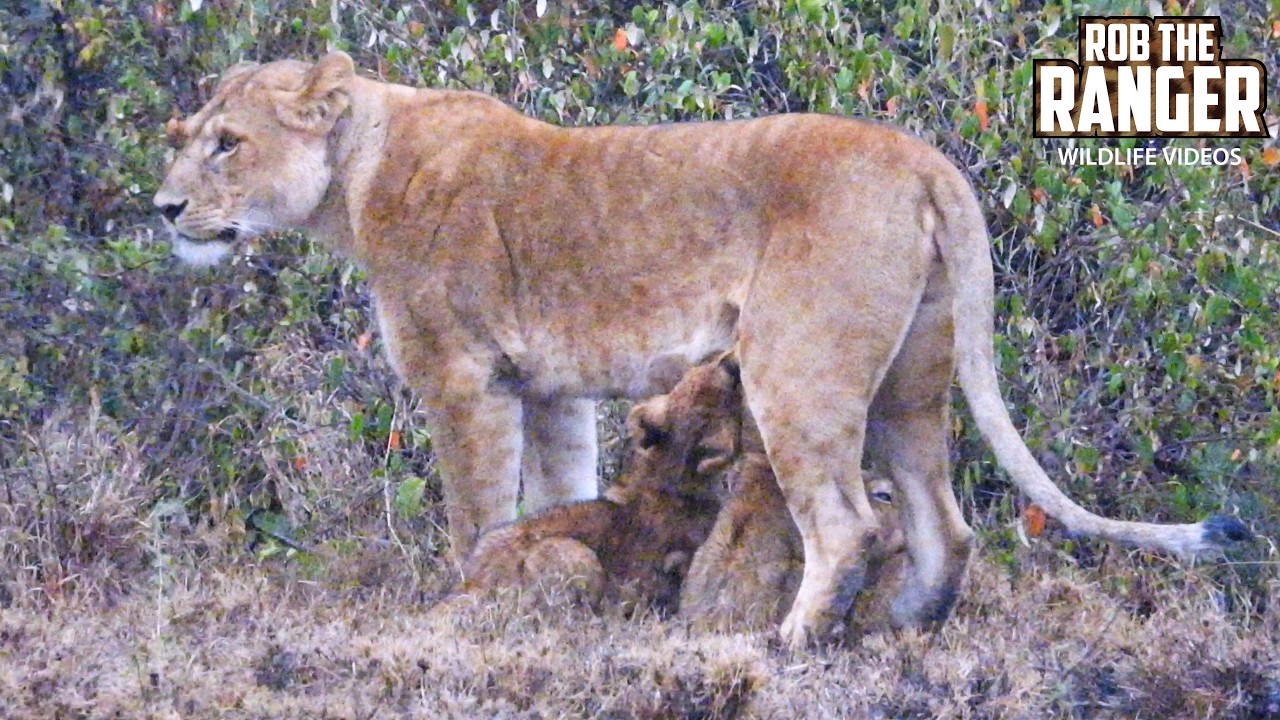 Watch the CUTEST Lion Cubs Playing And Annoying The Mums!! | Lalashe Mara Ripoi Safari