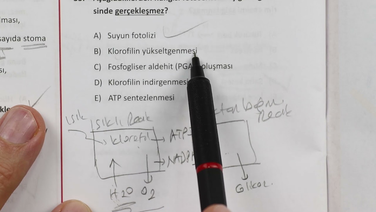 ÖZDEBİR TÜRKİYE GENELİ DENEME SINAVI- 4 I 1222 l MART 2021 AYT BİYOLOJİ  ÇÖZÜMLERİ