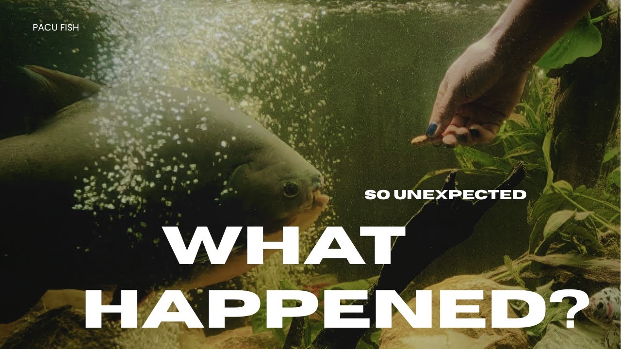 Mysterious Reactions of my fish, Whats Wrong?