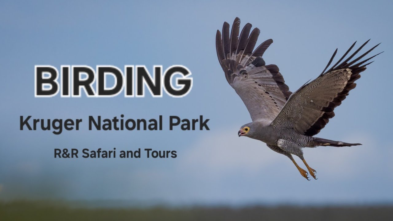 Kruger National Park Birding | R&R Safaris and Tours