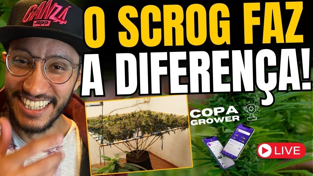 Domine o SCROG &ndash; A T&eacute;cnica Para Aumentar Sua Colheita! 🌱🔥