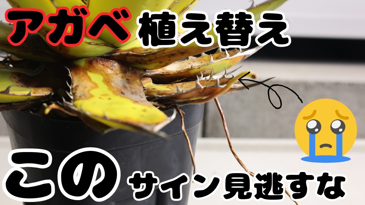 植え替えはこのタイミング！アガベが出すSOSサインとは？