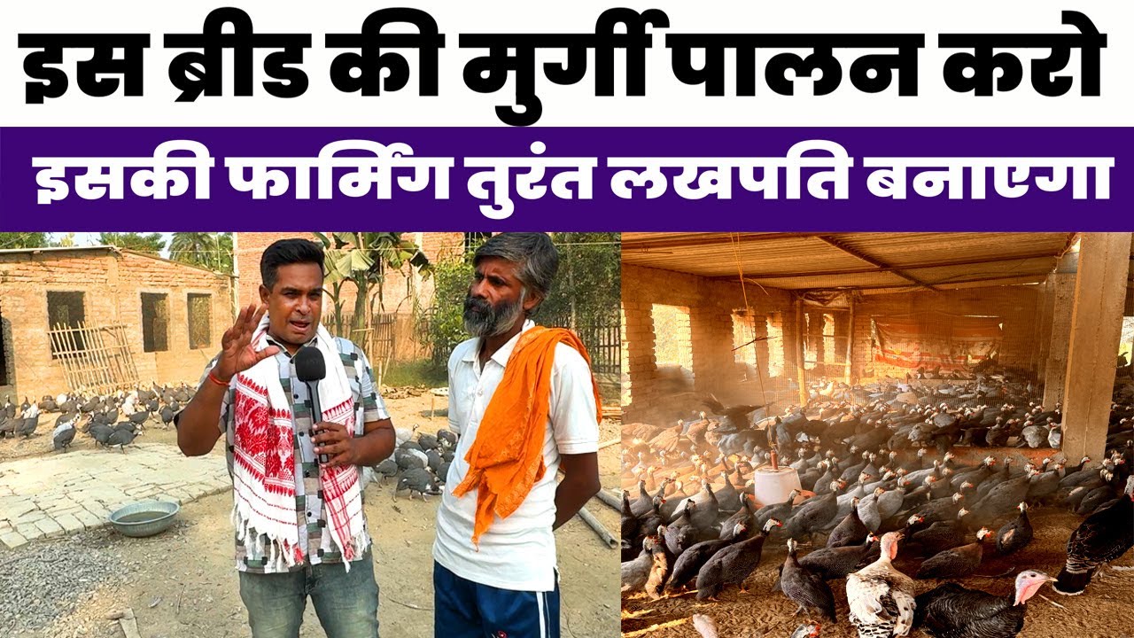 इस ब्रीड का MURGI PALAN आपको तुरंत लखपति बना सकता है Guinea fowl Farming Business | Turkey Farming