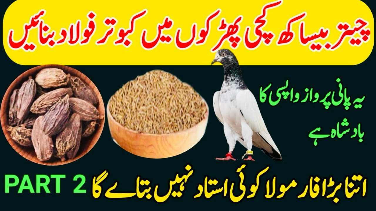 CHETAR BESAKH KACHI FARKON ME KABOOTAR FOLAD BNAIN 