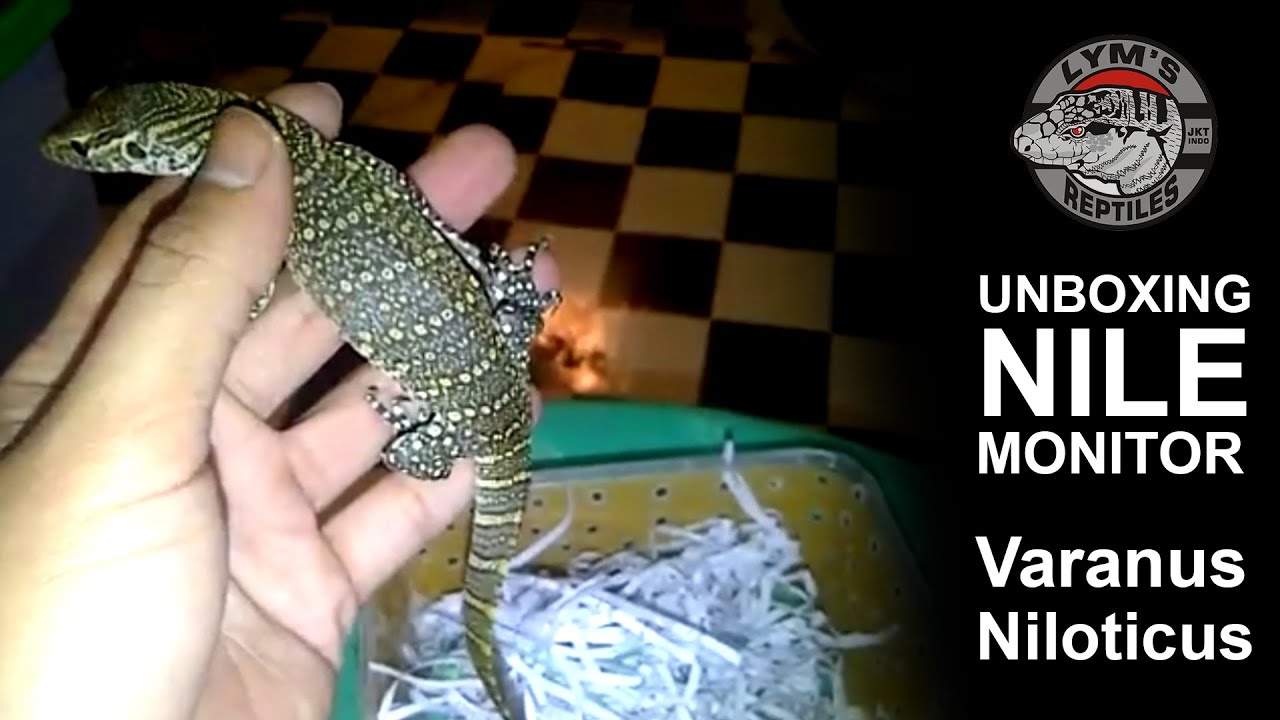 UNBOXING NILE MONITOR (Varanus Niloticus) / old video