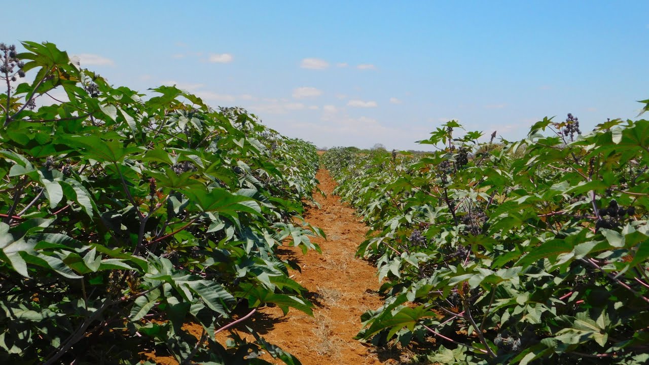 Plantação de Mamona em Lapão
