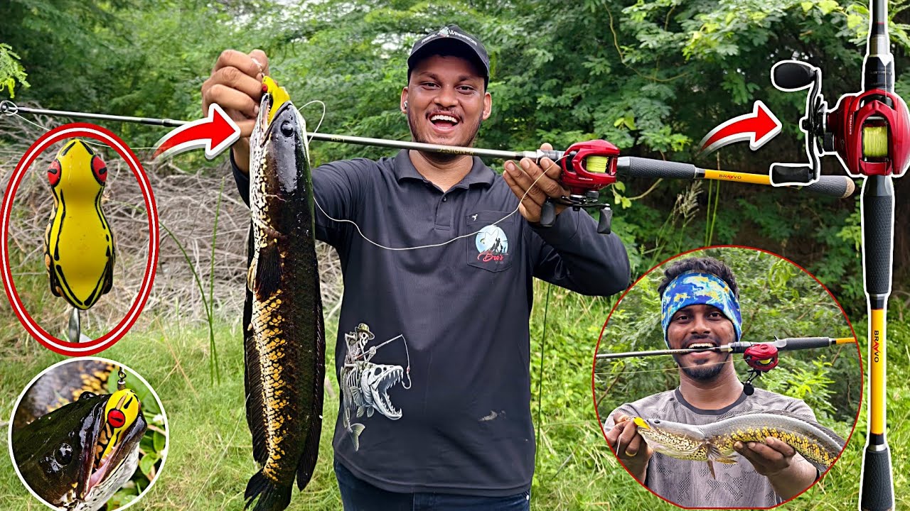 Bravvo Fishing Rod Test 🎣 | மயில் விரால் & நாட்டு விரால் பிடித்த அசத்தலான Fishing Adventure